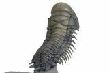 Flying Crotalocephalina Trilobite - Exposed Hypostome #359159-4